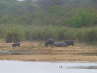 Hippos im Krüger