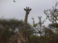 Griraffe im Krüger NP
