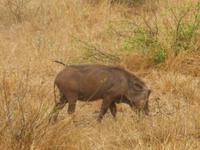 Warzenschwein im Krüger NP