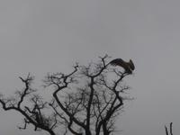 Geier beim trocknen der Federn