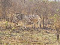 Zebra im Krüger NP