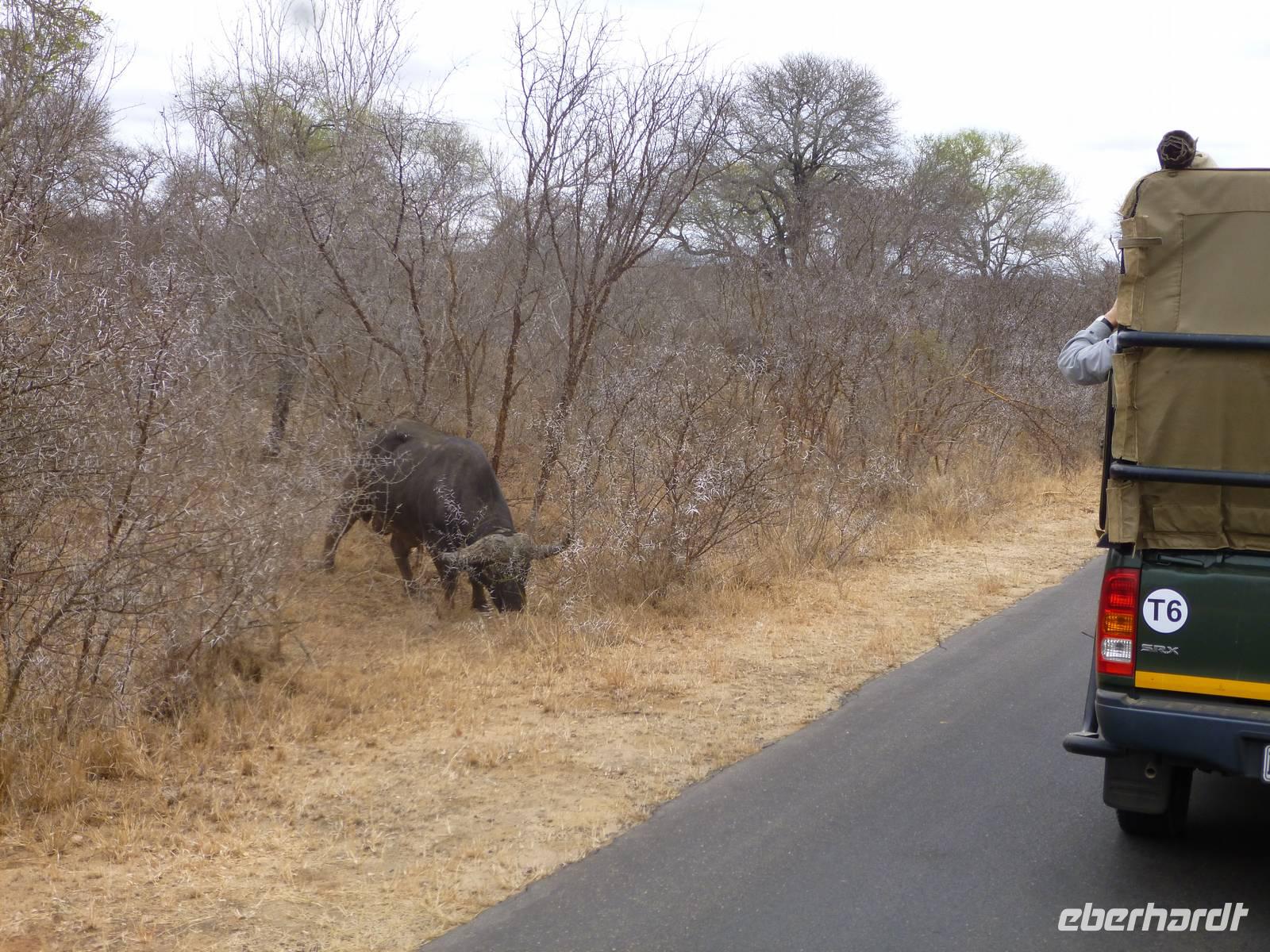 auf Tour im Krüger NP