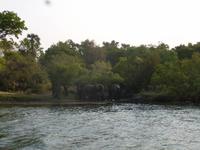 Elefanten am Sambesi