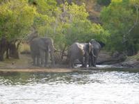 Elefanten am Sambesi