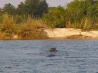 Sambesi Hippos