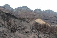 Abgebrannte Vegetation