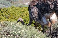 Strauß am Kap der Guten Hoffnung