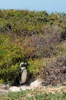 Pinguine am Boulders Beach