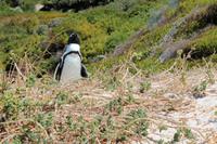 Pinguine am Boulders Beach
