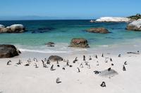 Pinguine am Boulders Beach