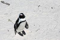 Pinguine am Boulders Beach