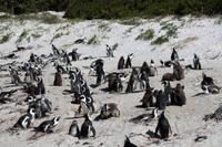 Pinguine am Boulders Beach