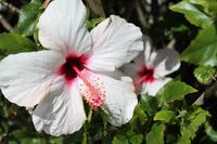 Hibiscus
