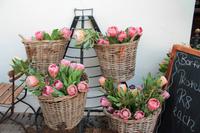 Proteen in Stellenbosch