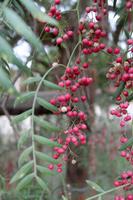 Auf der Straußenfarm