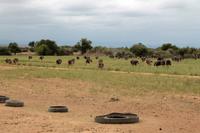 Auf der Straußenfarm