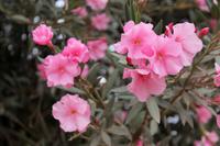 Auf der Straußenfarm