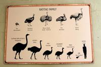 Auf der Straußenfarm