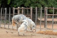 Albinostrauß auf der Straußenfarm