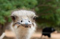 Auf der Straußenfarm