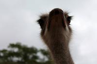 Auf der Straußenfarm