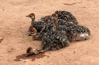 Auf der Straußenfarm