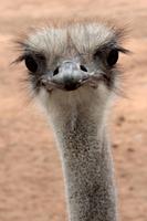 Auf der Straußenfarm