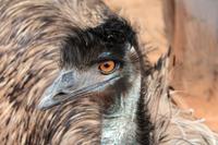 Emu