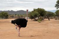 Kenianischer Strauß