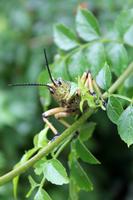 Possierliches Tierchen