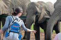 Knysna Elephant Park