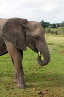 Knysna Elephant Park