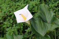 Tsitsikamma-Nationalpark