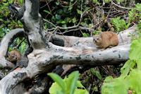 Klippschliefer im Tsitsikamma-Nationalpark