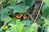 Tsitsikamma-Nationalpark