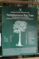 Tsitsikamma-Nationalpark Big Tree