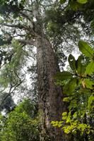 Tsitsikamma-Nationalpark Big Tree