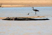 Bootsfahrt auf dem St. Lucia See: Krokodil