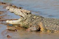 Bootsfahrt auf dem St. Lucia See: Krokodil