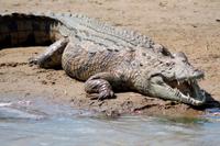 Bootsfahrt auf dem St. Lucia See: Krokodil