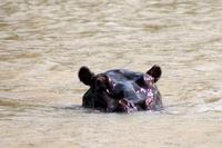 Bootsfahrt auf dem St. Lucia See: Hippo (Nilpferd, Flusspferd)