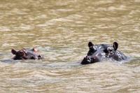 Bootsfahrt auf dem St. Lucia See: Hippo (Nilpferd, Flusspferd)