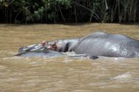 Bootsfahrt auf dem St. Lucia See: Hippo (Nilpferd, Flusspferd)
