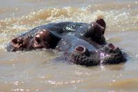 Bootsfahrt auf dem St. Lucia See: Hippo (Nilpferd, Flusspferd)