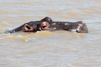 Bootsfahrt auf dem St. Lucia See: Hippo (Nilpferd, Flusspferd)