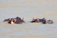Bootsfahrt auf dem St. Lucia See: Hippo (Nilpferd, Flusspferd)