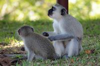 Unsere Hotelanlage in St. Lucia: Grüne Meerkatzen