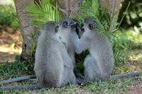 Unsere Hotelanlage in St. Lucia: Grüne Meerkatzen