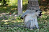 Unsere Hotelanlage in St. Lucia: Grüne Meerkatzen