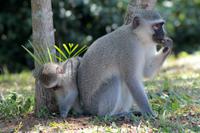 Unsere Hotelanlage in St. Lucia: Grüne Meerkatzen